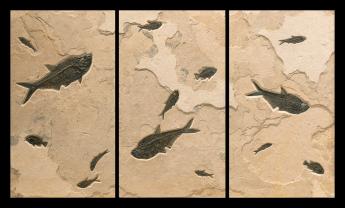 Fossil Triptych Mural #0006 by Fossils
