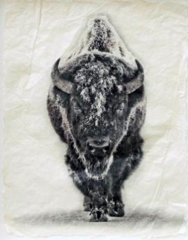 Snow Bison (Small) by Pete Zaluzec