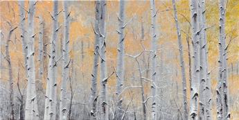 First Snowfall Amongst Aspens by Alexander Volkov