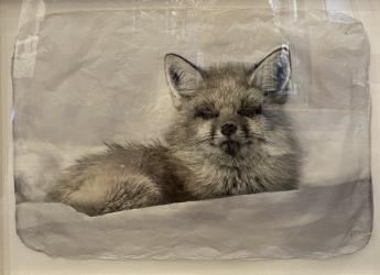 Little Fox by Pete Zaluzec