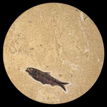 10" Round Table #5310 by Fossils