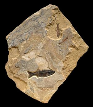 Irregular Fossil Mural #7772 by Fossils