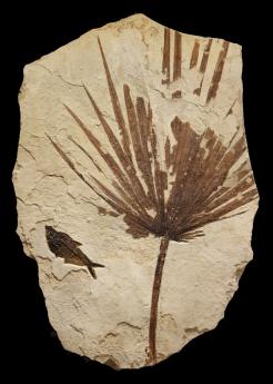 Palm Frond Irregular Mural #1123 by Fossils