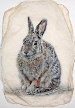 Cottontail (Large) by Pete Zaluzec