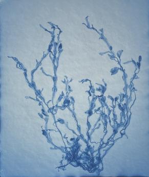 Sargassum Muticum by Nick Veasey