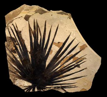 Palm Frond Irregular Mural #3002 by Fossils