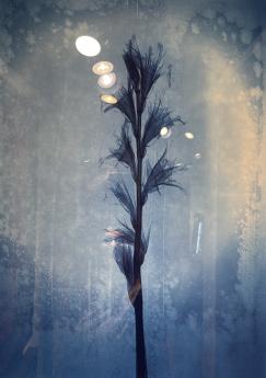 Gladioli by Nick Veasey