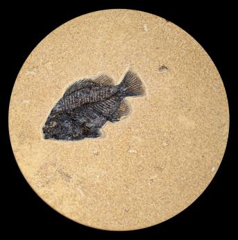 10" Round Table #5304 by Fossils