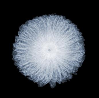 Britbloom Chrysanthemum AP by Nick Veasey