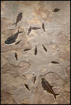 Blue Lake Mural #6003 by Fossils