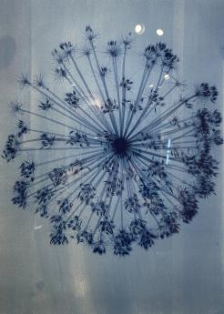 Cow Parsley II by Nick Veasey