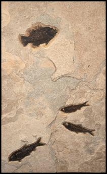 Cockerellite & 3 Knightia Mural #1483 by Fossils